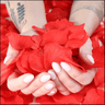 Rose Petal Package (500 Petals)